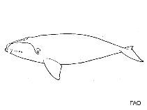 Image of Eubalaena japonica (North Pacific right whale)