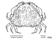 Image of Platymera gaudichaudii (Armed box crab)