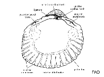 Image of Serripes laperousii (Broad smoothcockle)