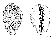 Image of Erosaria lamarckii 