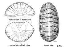 Image of Stenosemus exaratus (Furrowed sea cradle)