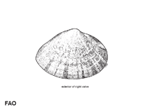 Image of Mactra achatina (Agate troughshell)