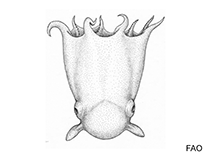 Image of Grimpoteuthis hippocrepium 