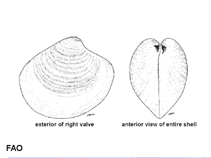 Image of Pitar pellucidus (Pellucid pitar venus)