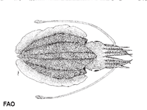 Image of Sepia stellifera (Starry cuttlefish)