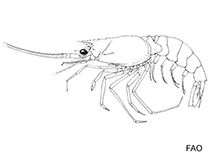 Image of Hadropenaeus lucasii (Trident shrimp)