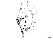 Image of Sinustrombus taurus (Bull conch)