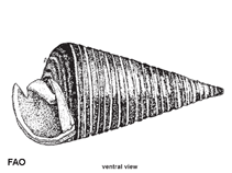 Image of Telescopium telescopium (Telescope snail)