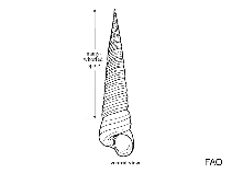 Image of Turritella acropora (Boring turretsnail)