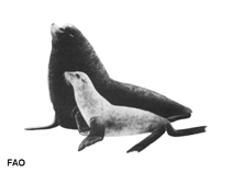 Image of Zalophus californianus (California sea lion)