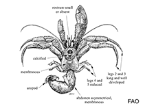 Image of Solenopagurus lineatus 