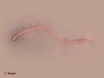 Image of Eurythoe complanata (Iridescent fireworm)