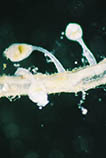 Image of Pedicellina cernua (Bowing entoproct)