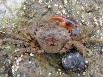 Image of Pilumnus hirtellus (Bristly crab)