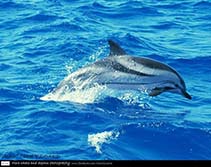 Image of Stenella coeruleoalba (Striped dolphin)