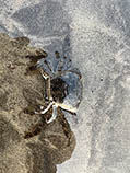 Image of Varuna litterata (Peregrine crab)