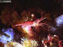 Image of Lysmata seticaudata (Monaco cleaner shrimp)