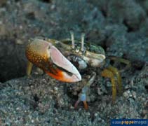 Image of Uca tetragonon (Fiddler crab)