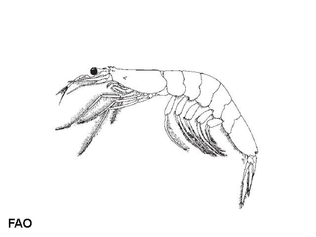 Acetes erythraeus