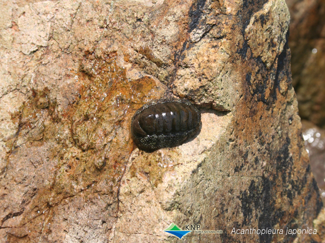Liolophura japonica