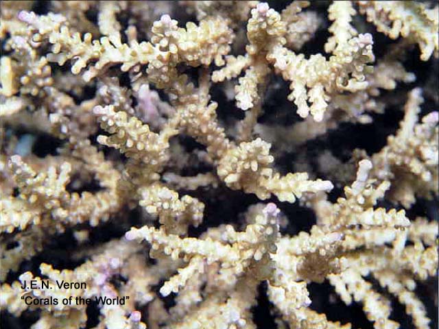 Acropora tizardi