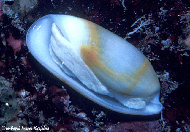 Alcyl_u2.jpg