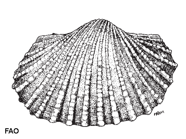 Anadara nodifera