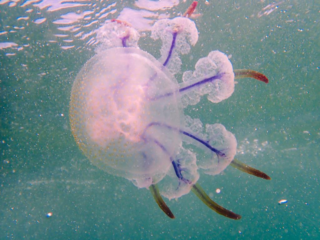Anomalorhiza shawi