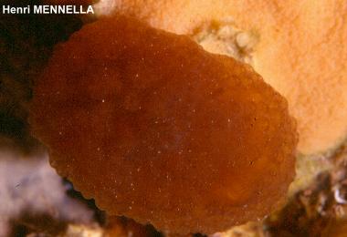 Aplidium proliferum