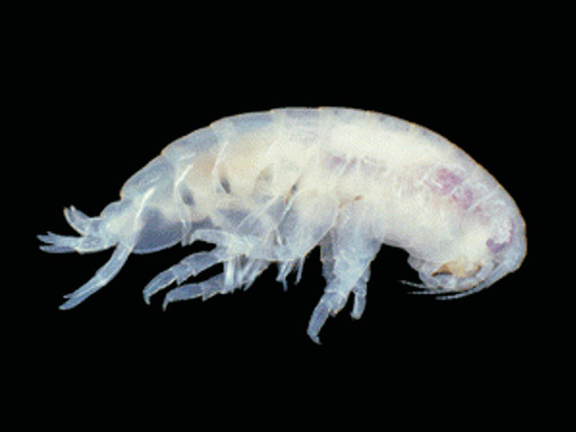 Aristias antarcticus