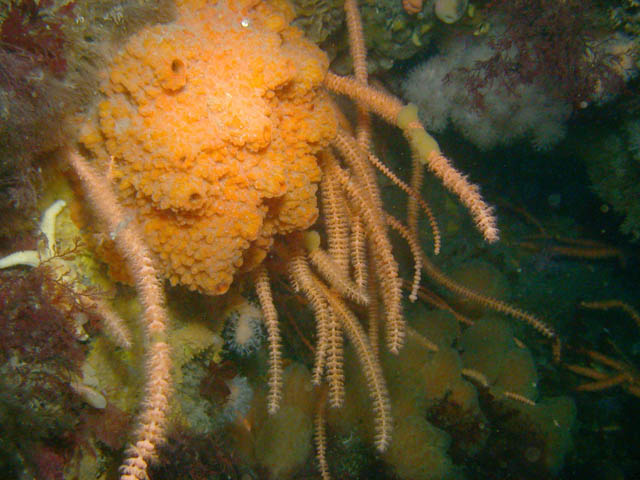 Artemisina apollinis