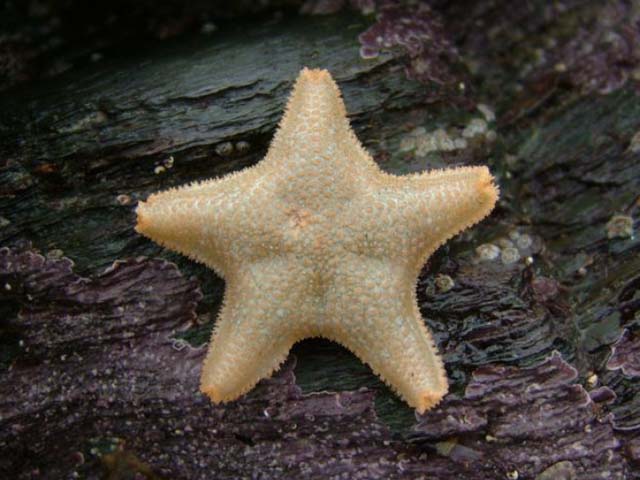 Asterina gibbosa