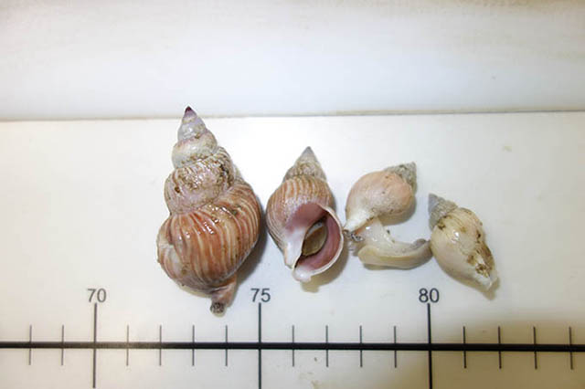 Buccinum scalariforme