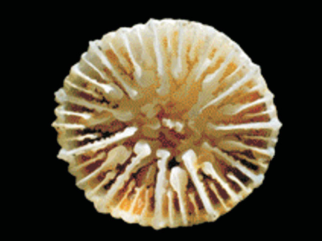 Caryophyllia antarctica