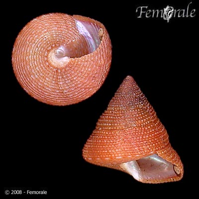 Calliostoma mcleani