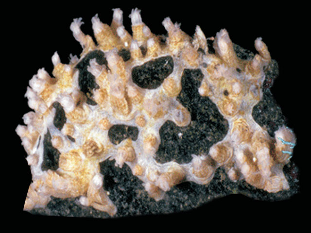 Clavularia cylindrica