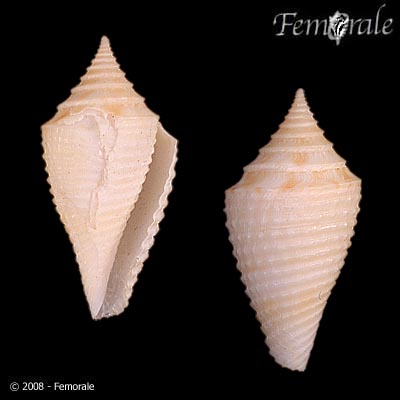 Conasprella bajanensis