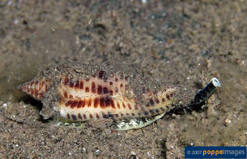 Conasprella hopwoodi