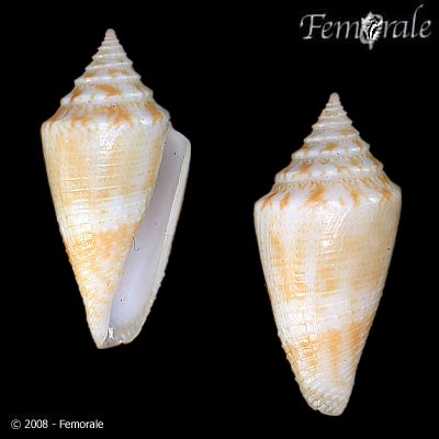 Conasprella mindana
