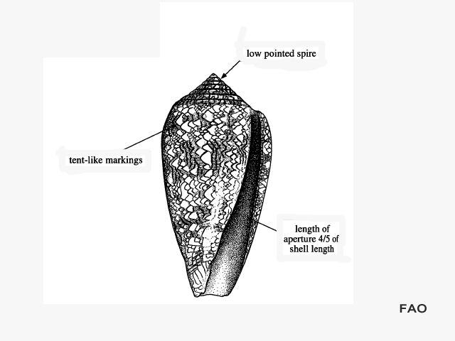 Cotex_u1.gif