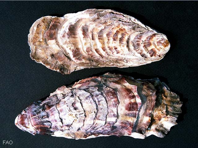 Magallana gigas