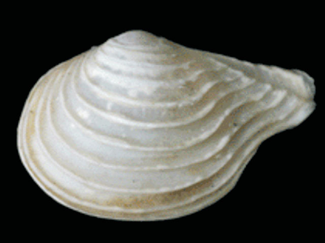 Cucon_u0.jpg