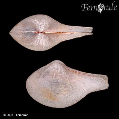 Cuspidaria obesa
