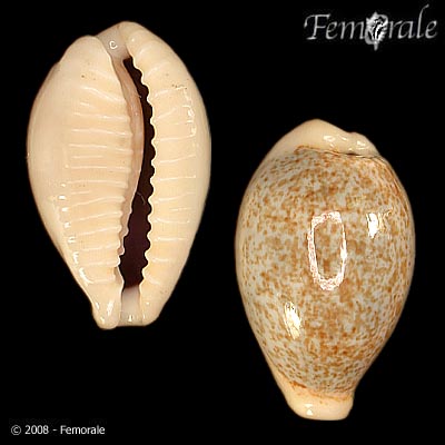 Cypraea dayritiana