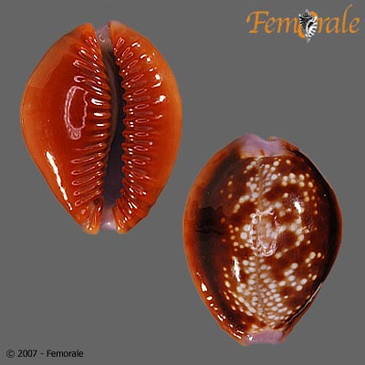 Cypraea helvola