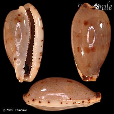 Cypraea rabaulensis