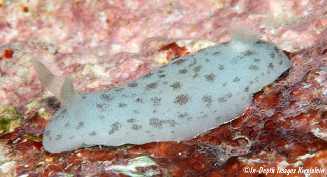 Discodoris coerulescens