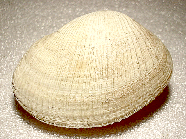 Earug_u1.jpg