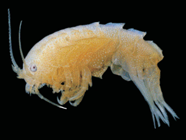 Echiniphimedia imparidentata