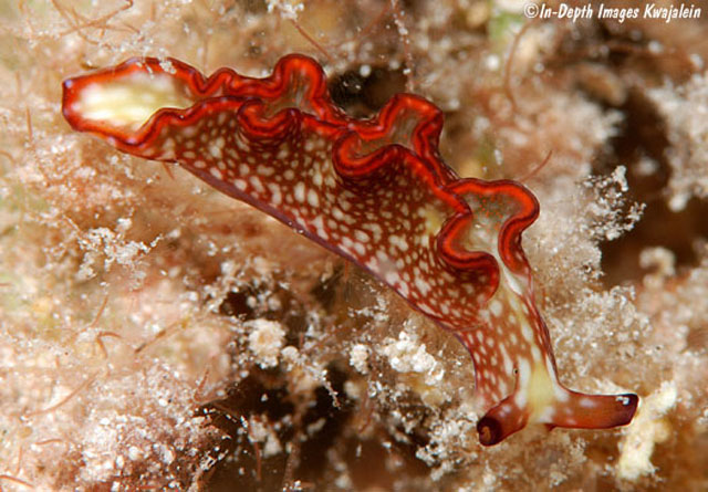 Elysia rufescens